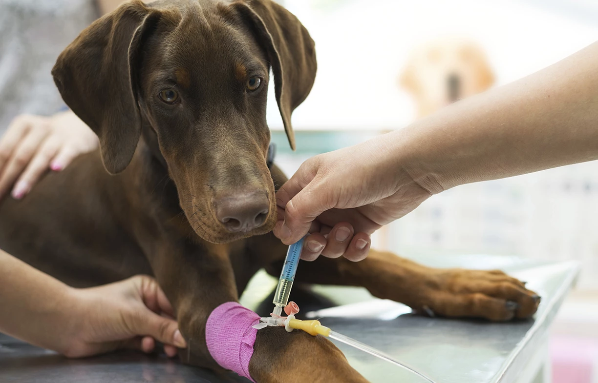 Pet Urgent Cares|About Us