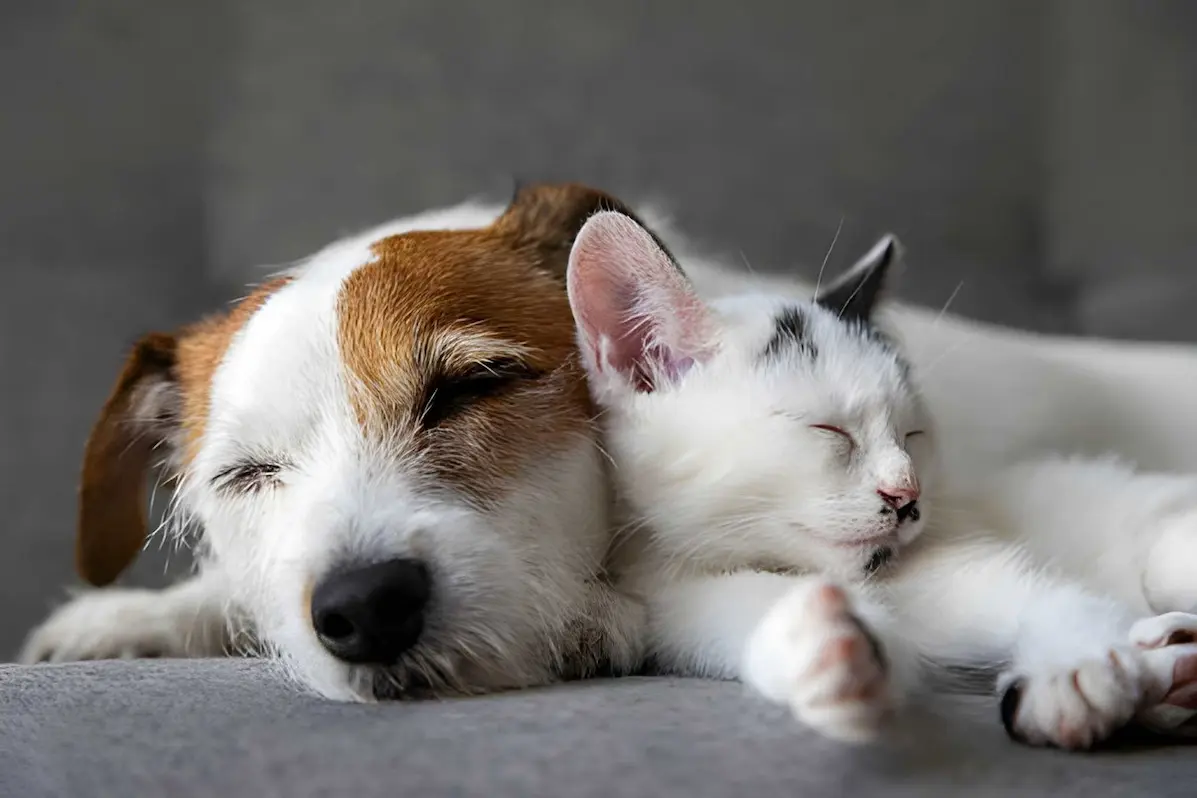 Pet Urgent Cares|Wellness Care