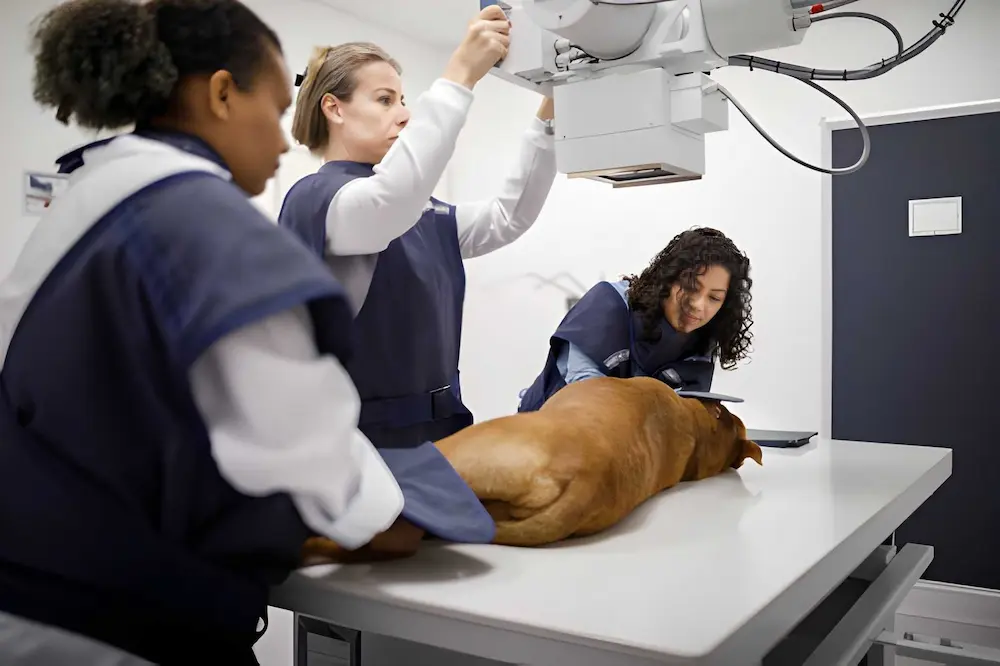 Pet Urgent Cares|Diagnostics