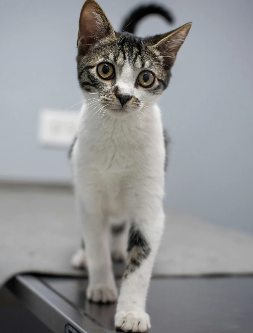 Pet Urgent Cares|FAQs