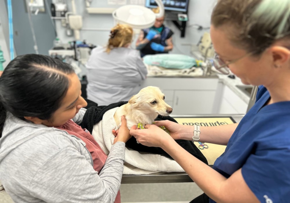 Urgent Pet Care